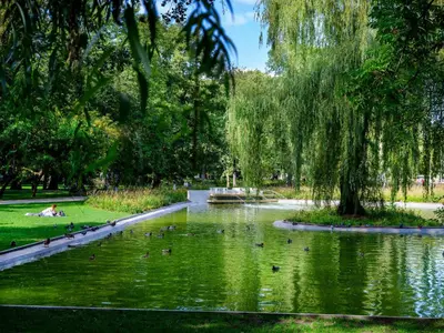 a pond with ducks in a park with trees at Silent blue apartment / Kochanowskigo St in Kraków