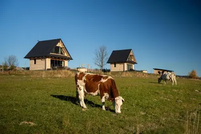 a cow grazing in a field with houses in the background at Osada Janosika Jacuzzi Drewniany Domek Na Odludziu in Klikuszowa