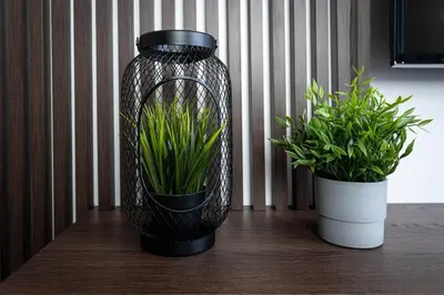 two potted plants are sitting on a table at HOUSEHOST Apartment: Miodowa 42/30 Street in Kraków