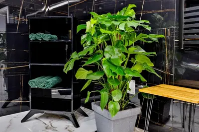 a green plant in a pot next to a table at Nowoczesne Apartamenty typu Superior - Bulwary Rabka Zdrój - Balia - Blisko Park Zdrojowy in Rabka