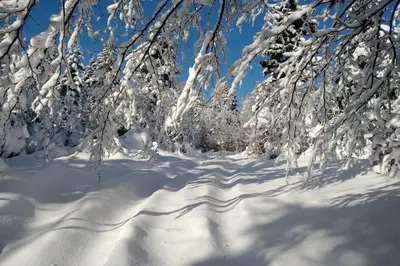 a snow covered forest with snow covered trees and branches at Domek Hobbita z jaskinią SPA - Osada Jaworzyny in Tokarnia