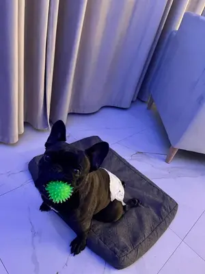 a dog sitting on a dog bed with a green ball in its mouth at Apartamenty Modrzewiowa Zator in Piotrowice