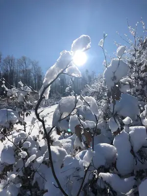 a snow covered plant with the sun in the background at Domek w Gaiku in Limanowa