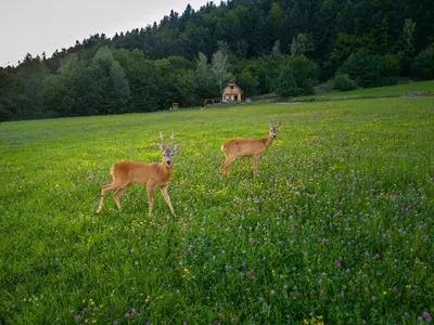 two deer standing in a field of grass at Domek Bogdanówka in Pisarzowa