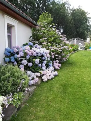 a row of purple and blue flowers in a yard at Hortensjowe Wzgórze in Myślenice