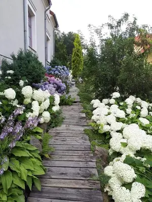 a garden with white and purple flowers and a wooden pathway at Hortensjowe Wzgórze in Myślenice