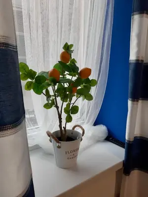 a plant in a pot sitting on a window sill at Capitals Residence in Oświęcim