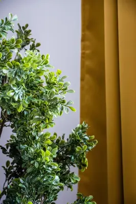 a close up of a plant next to a window at Dajwor Residence Jewish Quarter WAWELOFTS in Kraków