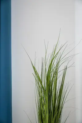 a green plant in a pot next to a window at Dajwor Residence Jewish Quarter WAWELOFTS in Kraków