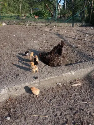 a group of ducks standing next to a water hose at Agroturystyka AMiG in Krzywopłoty