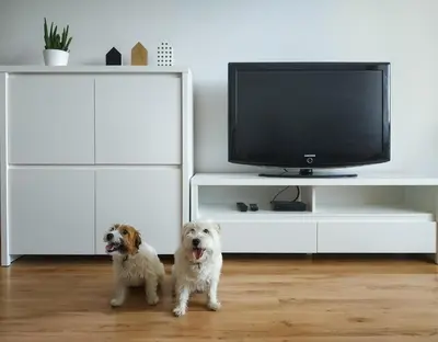 two dogs standing in a living room with a tv at Uroczy Apartament Pod Skarpą in Wadowice