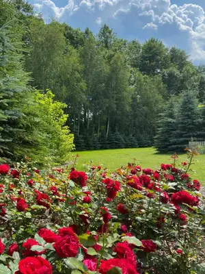a field of red roses in a park at Urokliwy Zakątek to apartament tylko dla Państwa in Osiek