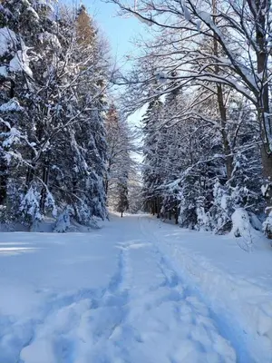a snow covered road with trees in the distance at Apartament Koninki in Koninki