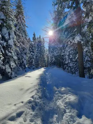 a snow covered road with the sun shining through trees at Apartament Koninki in Koninki