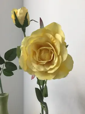 a yellow rose is in a vase at Goldengreen Apartment in Kraków