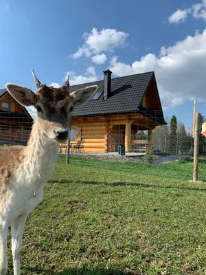 a deer standing in a field in front of a log cabin at Ranczo Zwierzyniec Noclegi in Jordanów