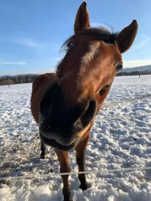 a brown horse is standing in the snow at Ranczo Zwierzyniec Noclegi in Jordanów
