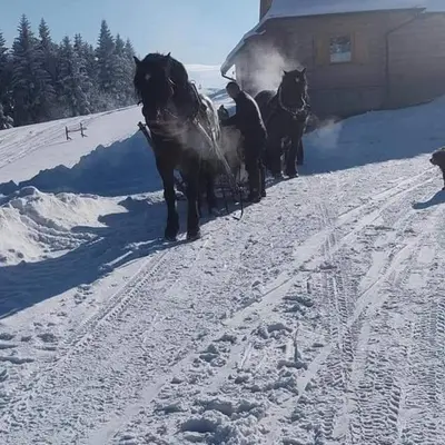 a group of horses pulling a sled in the snow at Gościniec Dziubasowki in Nowy Targ