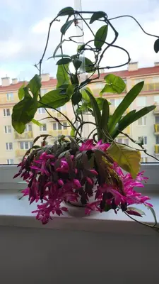 a potted plant sitting on a window sill at Wspomnienie młodości in Kraków