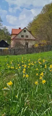 a field of yellow flowers in front of a building at DOM POD SOKOLICĄ in Będkowice