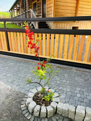a small plant in a pot in front of a house at Dom pod Jabłonką in Stronie