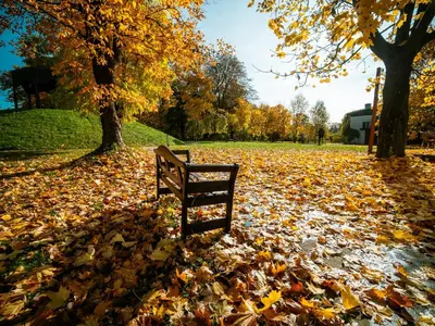a bench sitting in a field full of leaves at Dwór w Tomaszowicach in Modlnica