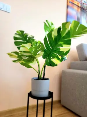 a plant sitting on a table in a living room at Eksclusive Apartment PARADISE DOWN TOWN 6 persons 3 rooms in Kraków