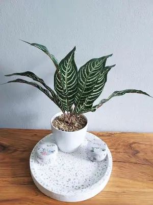 a potted plant sitting on top of a table at Krakowska Awangarda - Close to the Old Town in Kraków