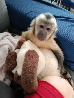 a small monkey sitting on the arm of a person at Uroczy Apartament in Kraków