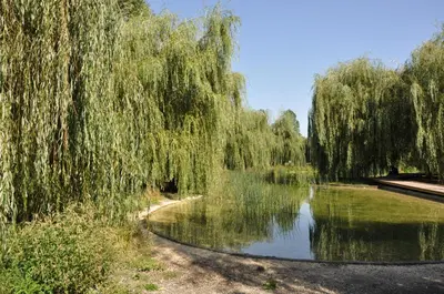 a river with a weeping willow tree over it at Krakowskie Malediwy by JoApart - Tauron Arena, Expo in Kraków