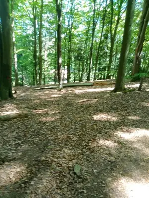 a forest with trees and leaves on the ground at Agroturystyka Leśna Ostoja Borek in Golczowice