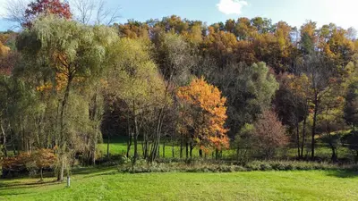 a field with trees in the background at Domek Pod Lasem in Trzciana