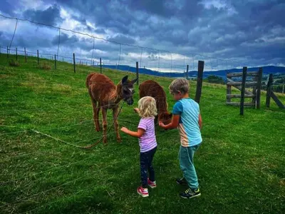 a boy and a girl standing in a field with a donkey at Agroturystyka Zagroda Miłkowskie in Słopnice