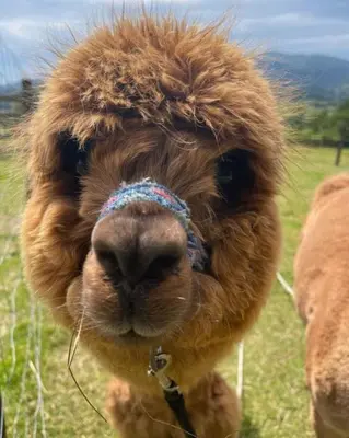 a close up of a alpaca with its head at Agroturystyka Zagroda Miłkowskie in Słopnice