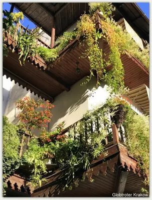 a bunch of plants on the side of a building at Globtroter Guest House in Kraków