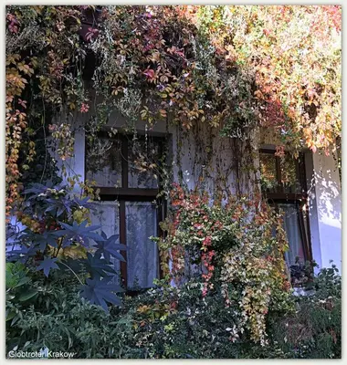 a building with flowers on the side of it at Globtroter Guest House in Kraków