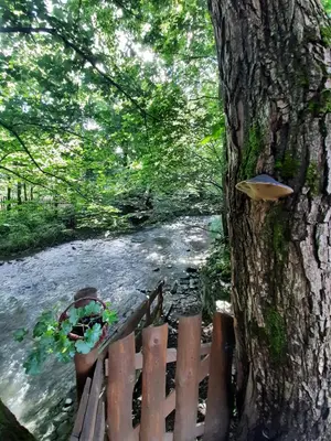 a wooden bench next to a tree next to a river at Dom Dobre Miejsce in Zawoja