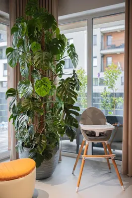 a plant and a chair in front of a window at Premium Apartment Eleven in Zator