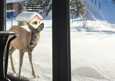 a deer standing in the snow outside a window at Widokówka in Zawoja