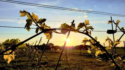 a sun setting behind a fence in a field at Winnica NOVI - apartamenty in Cianowice Duże