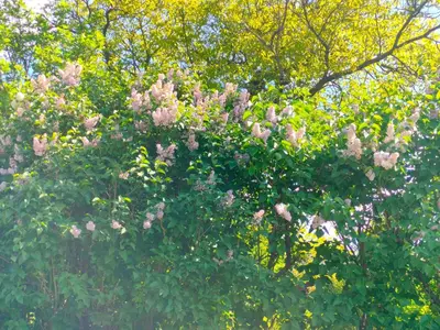 a flowering tree with pink flowers on it at Domek Mordarka in Limanowa