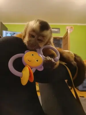 a monkey holding a monkey toy in its arms at Uroczy Apartament 3 in Kraków