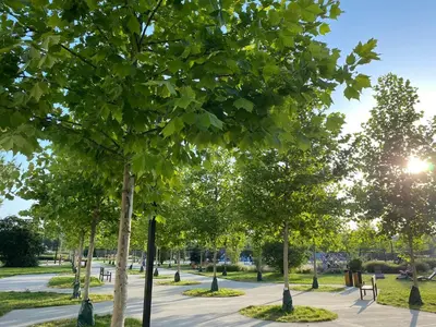 a park with trees and benches on a sidewalk at A modern apartment for 2 people in Kraków