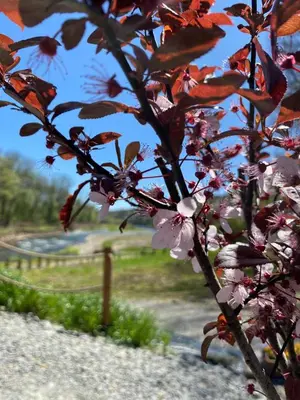 a branch of a tree with pink flowers on it at Stodoła Nad Skawą in Sucha Beskidzka