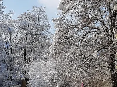 a group of trees covered in snow at Staś-przy szkole nr3 w Skawie in Skawa