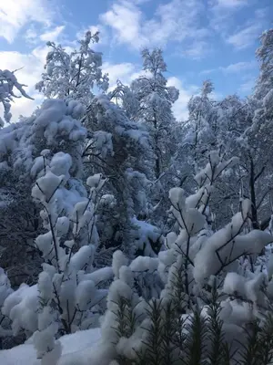 a group of trees covered in snow at Staś-przy szkole nr3 w Skawie in Skawa