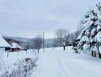 a snow covered yard with a snow covered tree at Beskidzka Oaza in Targanice