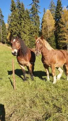 two horses standing next to each other in a field at Domek w górach pod Jodłami in Nowy Targ