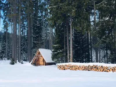 a house with two pine trees in a field at Agroturystyka Pod Modrzewiem in Zubrzyca Górna