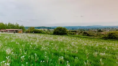 a field of white flowers in a green field at Domki na Górniej Łące - Dwa Wróble in Łazany